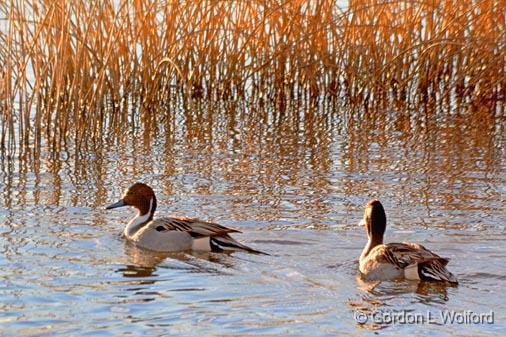 Pintail Ducks_73469.jpg - Northern Pintail Ducks (Anas acuta) photographed in the Bosque del Apache National Wildlife Refuge near San Antonio, New Mexico USA. 